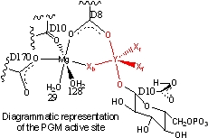 The active site of PGM