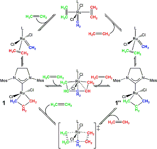 proposed mechanism for ethylene exchange